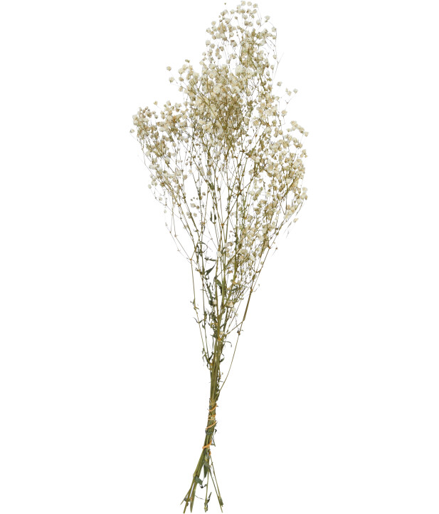 Trockenblumen